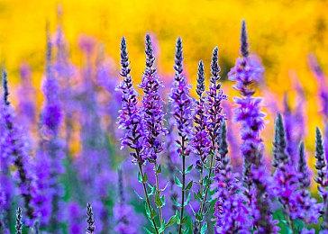 天梯第一开挂照样封！KK官方对战平台反外挂“零容忍”！